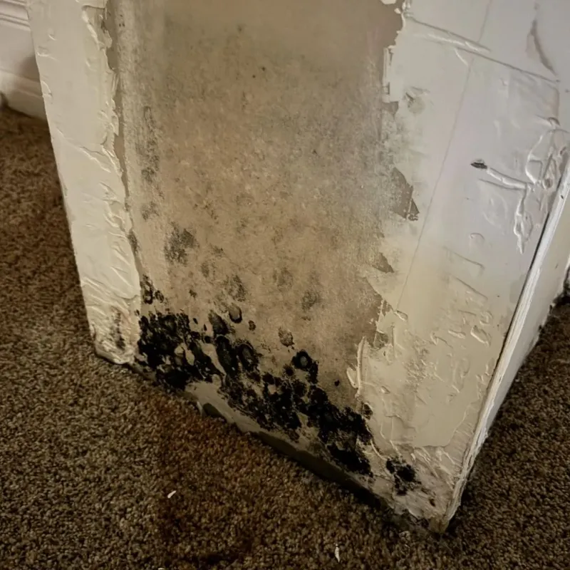 Professional Mold Removal in Memphis, TX